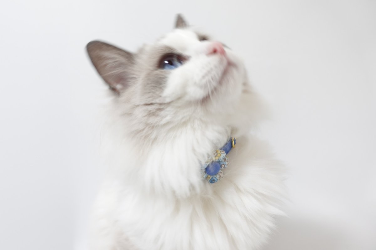 画像11: Petite Fleur/プチフルール/フラワーモチーフ猫首輪(水色) (11)