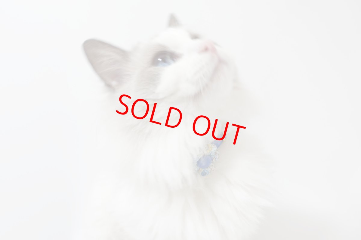 画像11: Petite Fleur/プチフルール/フラワーモチーフ猫首輪（グリーン） (11)