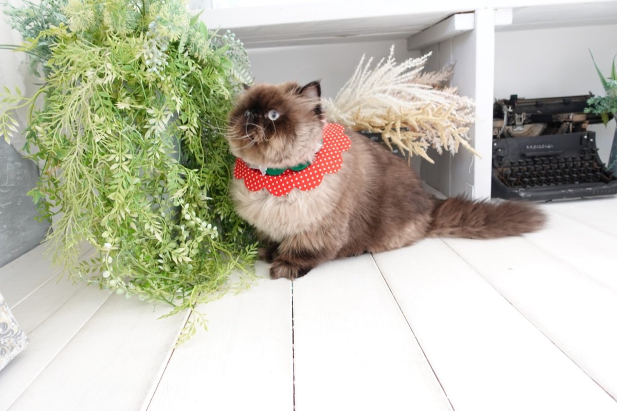 画像5: いちご衿/猫のスタイ首輪/ダブル衿【ロングタイプ】 (5)