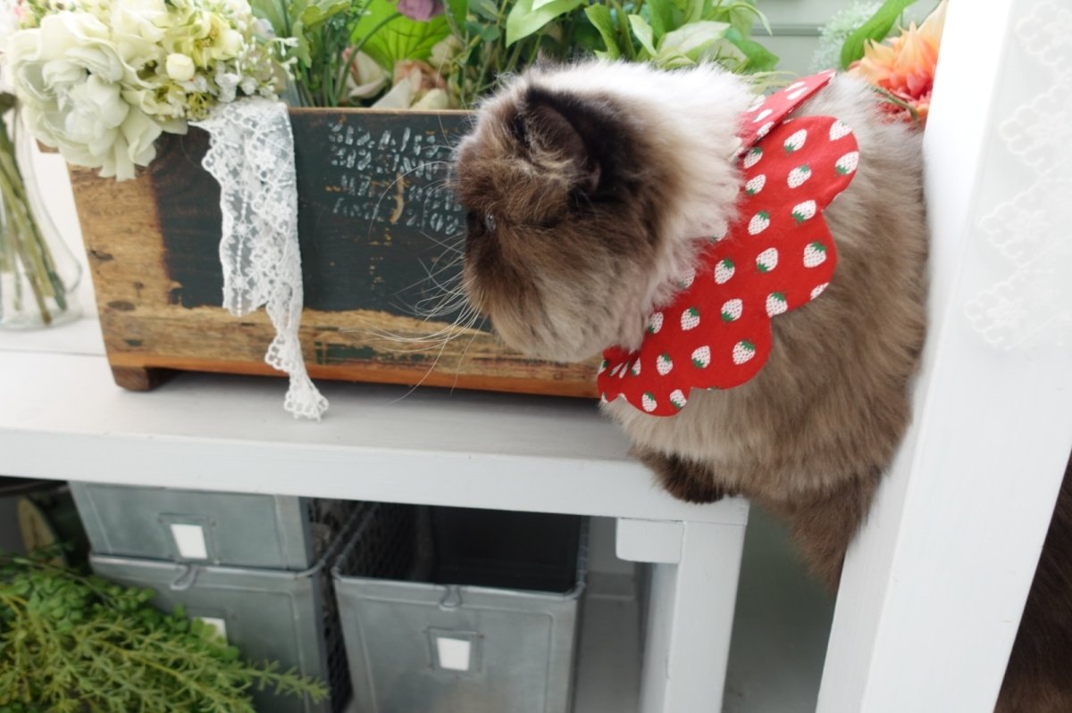 画像9: イチゴ柄/猫のスタイ首輪/シングル衿【ロングタイプ】3色展開 (9)