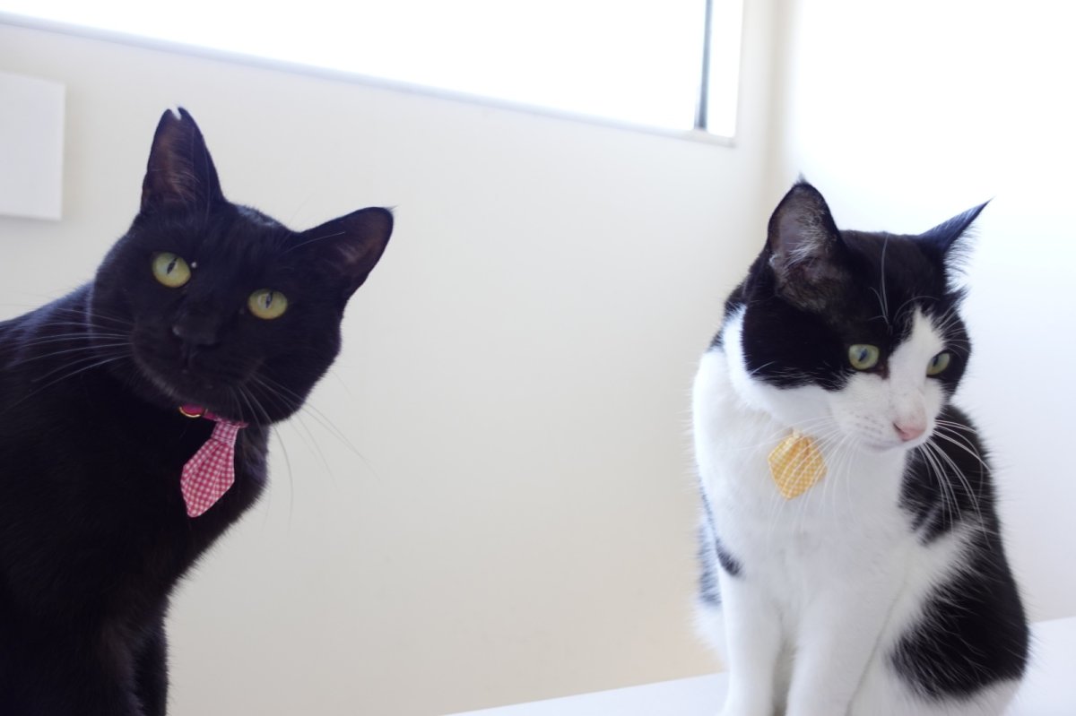 画像11: Basic gingham Check/ベーシックギンガムチェック/ネクタイ首輪(水色) (11)