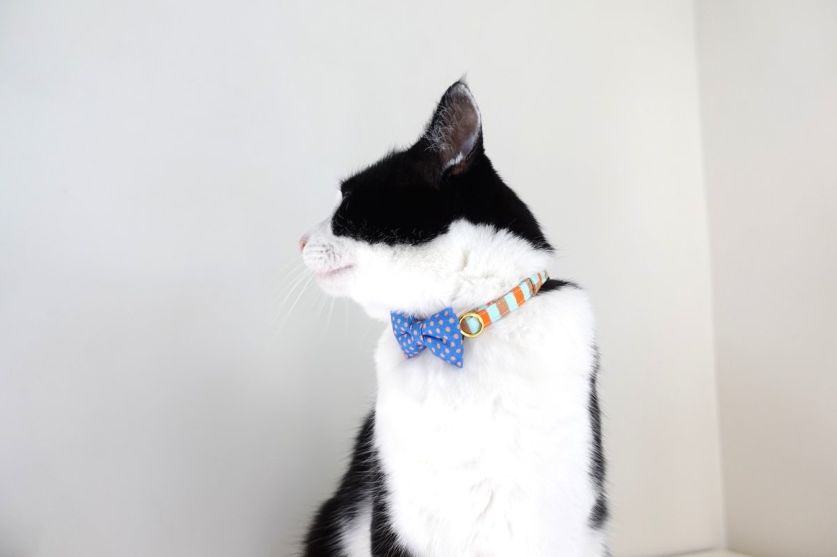 画像4: Nonbillieオリジナルボーダー柄・リボン首輪/ドット柄(オレンジ×ベージュ×水色) (4)