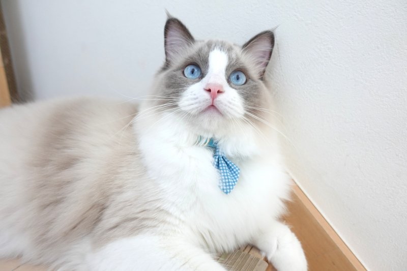 画像3: Basic gingham Check/ベーシックギンガムチェック/ネクタイ首輪(水色)