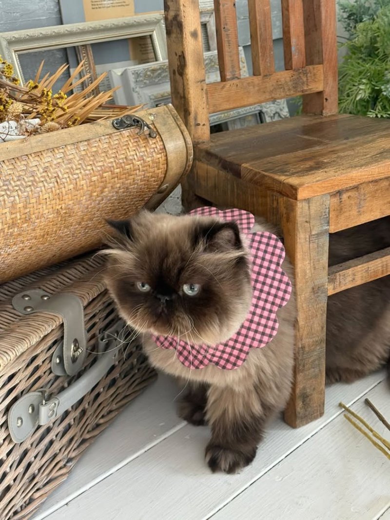 画像1: NATSUBI・デザイナーズファブリック /猫のスタイ首輪/シングル衿 /猫のスタイ首輪/シングル衿【ロングタイプ】3色展開