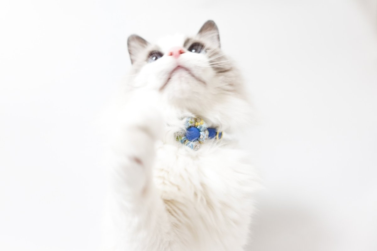 画像8: Petite Fleur/プチフルール/フラワーモチーフ猫首輪(水色) (8)