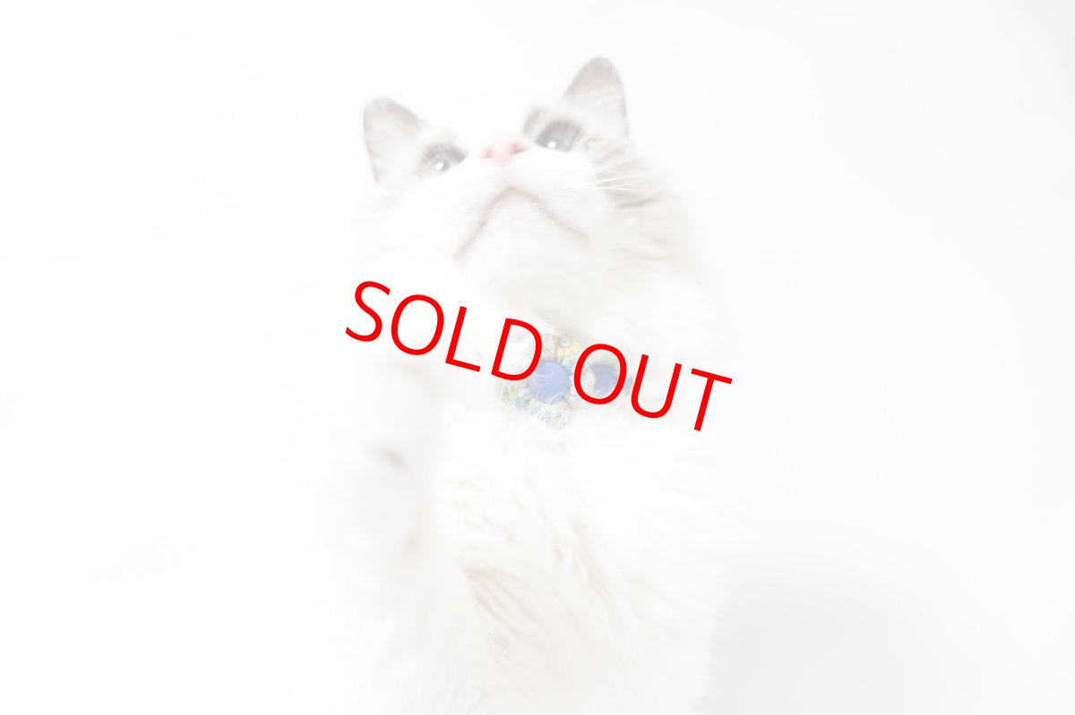 画像8: Petite Fleur/プチフルール/フラワーモチーフ猫首輪（グリーン） (8)