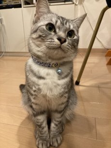 画像7: エアリー首輪・LIBERTY Fabrics・リバティ・ファブリックス猫首輪City Blossom （シティ・ブロッサム）ブルー (7)