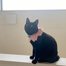画像7:  桜衿 /チェリーブロッサム/さくら餅/猫のスタイ首輪/シングル衿 /猫のスタイ首輪/シングル衿【ロングタイプ】2色展開 (7)