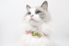 画像6:  桜衿 /チェリーブロッサム/さくら餅/猫のスタイ首輪/シングル衿 /猫のスタイ首輪/シングル衿【ショートタイプ】2色展開 (6)