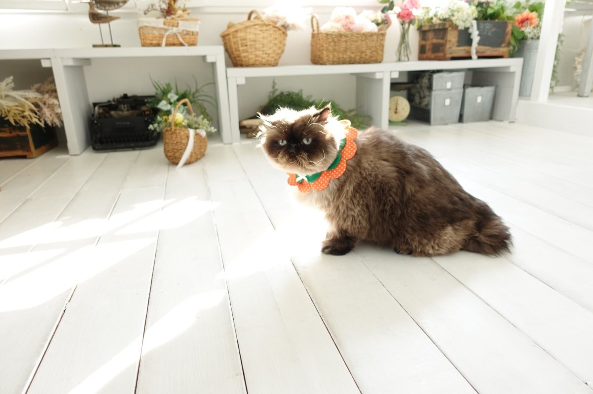 画像6: みかん・オレンジ衿/猫のスタイ首輪/ダブル衿【ロングタイプ】 (6)