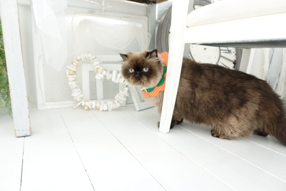 画像7: みかん・オレンジ衿/猫のスタイ首輪/ダブル衿【ロングタイプ】 (7)