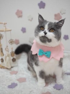 画像2:  桜衿 /チェリーブロッサム/さくら餅/猫のスタイ首輪/シングル衿 /猫のスタイ首輪/シングル衿【ロングタイプ】2色展開 (2)