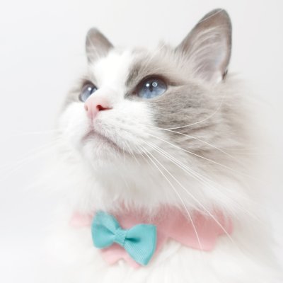 画像1:  桜衿 /チェリーブロッサム/さくら餅/猫のスタイ首輪/シングル衿 /猫のスタイ首輪/シングル衿【ショートタイプ】2色展開