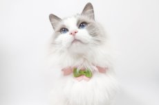 画像7:  桜衿 /チェリーブロッサム/さくら餅/猫のスタイ首輪/シングル衿 /猫のスタイ首輪/シングル衿【ショートタイプ】2色展開 (7)