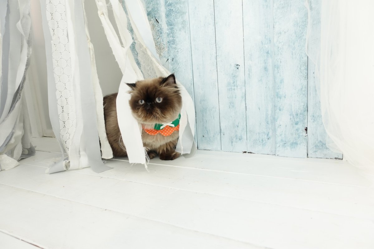 画像8: みかん・オレンジ衿/猫のスタイ首輪/ダブル衿【ロングタイプ】 (8)