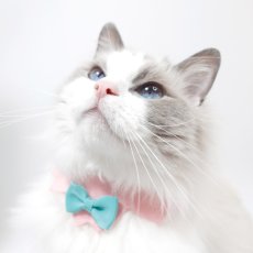 画像4:  桜衿 /チェリーブロッサム/さくら餅/猫のスタイ首輪/シングル衿 /猫のスタイ首輪/シングル衿【ショートタイプ】2色展開 (4)