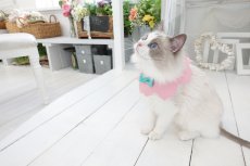 画像4:  桜衿 /チェリーブロッサム/さくら餅/猫のスタイ首輪/シングル衿 /猫のスタイ首輪/シングル衿【ロングタイプ】2色展開 (4)