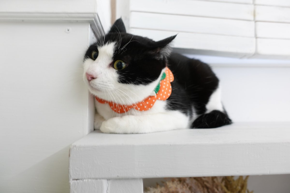 画像3: みかん・オレンジ衿/猫のスタイ首輪/ダブル衿【ショートタイプ】 (3)