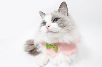画像2:  桜衿 /チェリーブロッサム/さくら餅/猫のスタイ首輪/シングル衿 /猫のスタイ首輪/シングル衿【ショートタイプ】2色展開