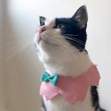 画像6:  桜衿 /チェリーブロッサム/さくら餅/猫のスタイ首輪/シングル衿 /猫のスタイ首輪/シングル衿【ロングタイプ】2色展開 (6)