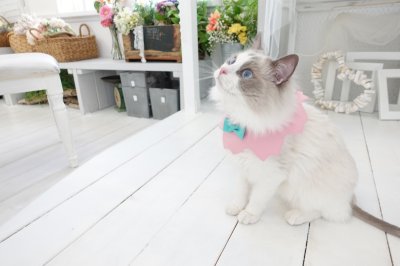 画像1:  桜衿 /チェリーブロッサム/さくら餅/猫のスタイ首輪/シングル衿 /猫のスタイ首輪/シングル衿【ロングタイプ】2色展開