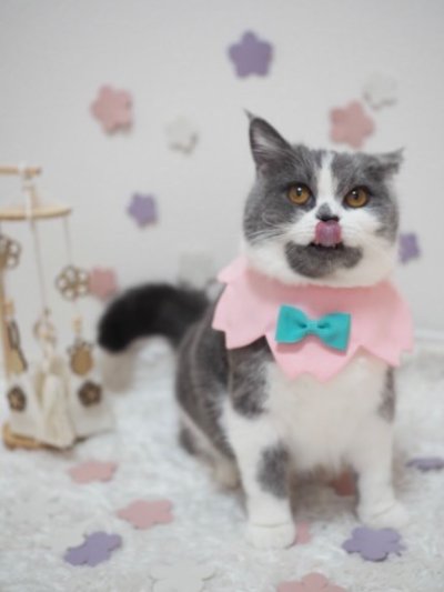 画像3:  桜衿 /チェリーブロッサム/さくら餅/猫のスタイ首輪/シングル衿 /猫のスタイ首輪/シングル衿【ロングタイプ】2色展開
