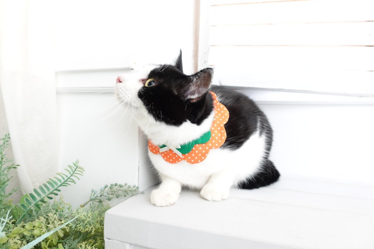 画像4: みかん・オレンジ衿/猫のスタイ首輪/ダブル衿【ショートタイプ】 (4)