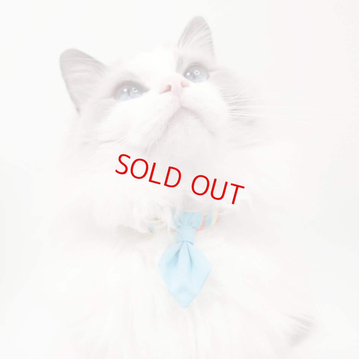 画像6: Nonbillieオリジナルボーダー柄/無地水色/ネクタイ首輪（オレンジ×イエロー×水色） (6)