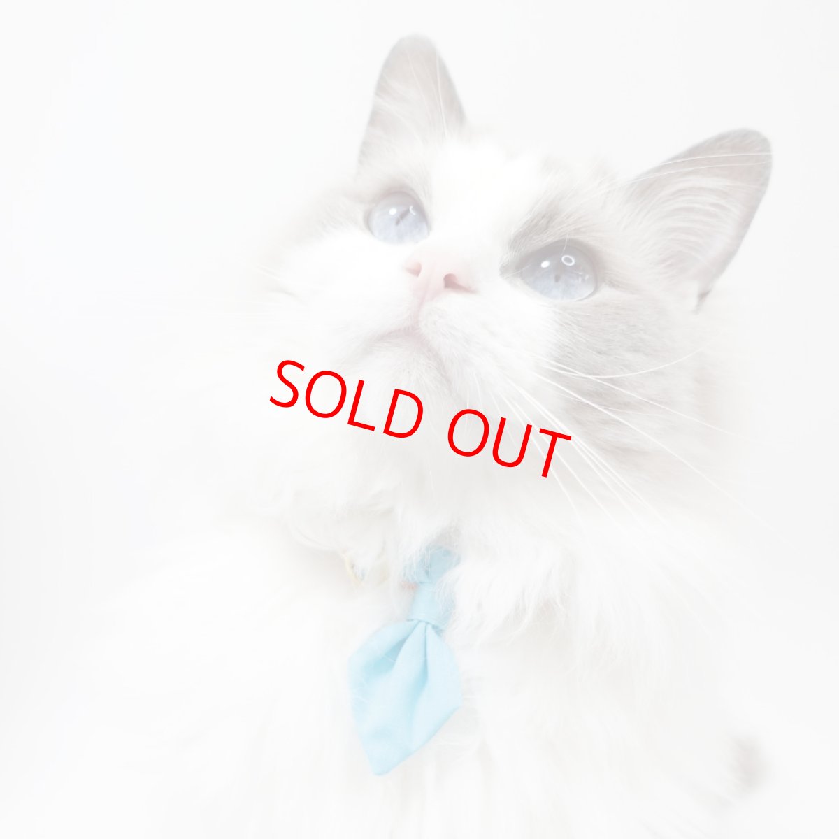 画像2: Nonbillieオリジナルボーダー柄/無地水色/ネクタイ首輪（オレンジ×イエロー×水色） (2)