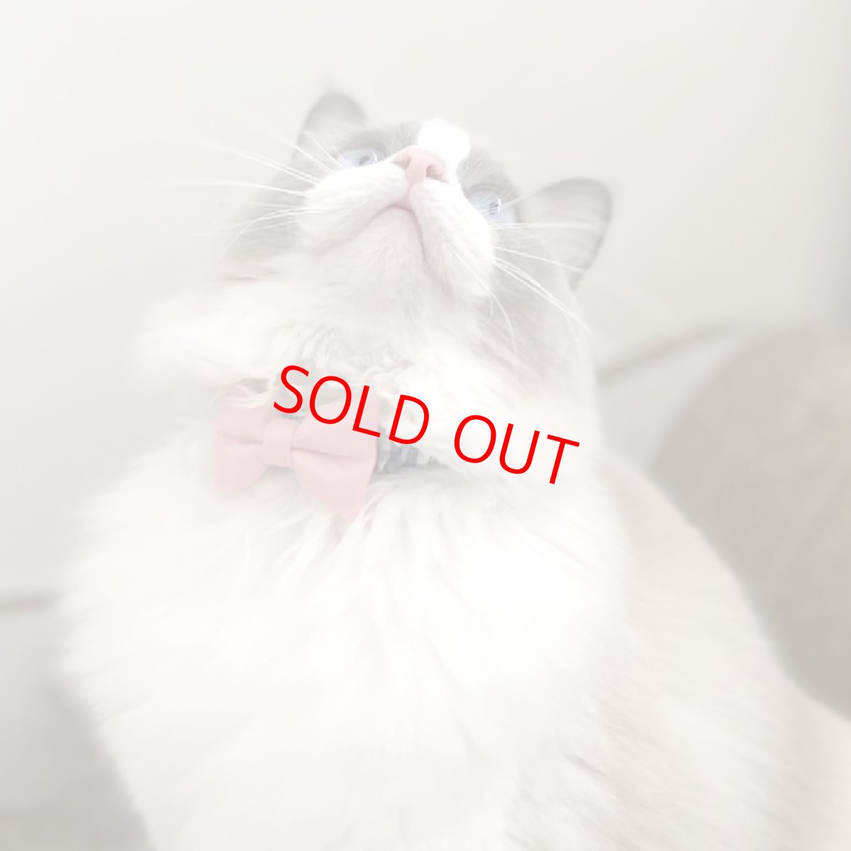 画像2: リボン・シュシュ猫首輪/セーフティーバックル付き/ブラックギンガム×無地リボン（ピンク） (2)