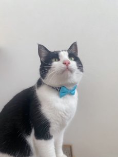 画像4: リボン・シュシュ猫首輪/セーフティーバックル付き/ブラックギンガム×無地リボン（水色） (4)