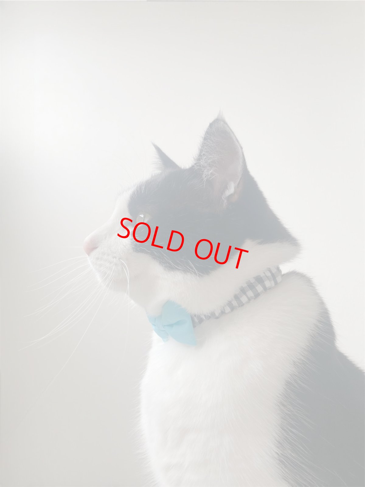 画像6: リボン・シュシュ猫首輪/セーフティーバックル付き/ブラックギンガム×無地リボン（ピンク） (6)