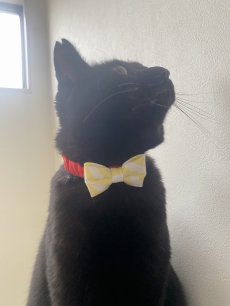 画像5: リボン・シュシュ猫首輪/セーフティーバックル付き（レッド×イエローボーダーリボン） (5)