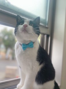 画像7: リボン・シュシュ猫首輪/セーフティーバックル付き（レッド×イエローボーダーリボン） (7)