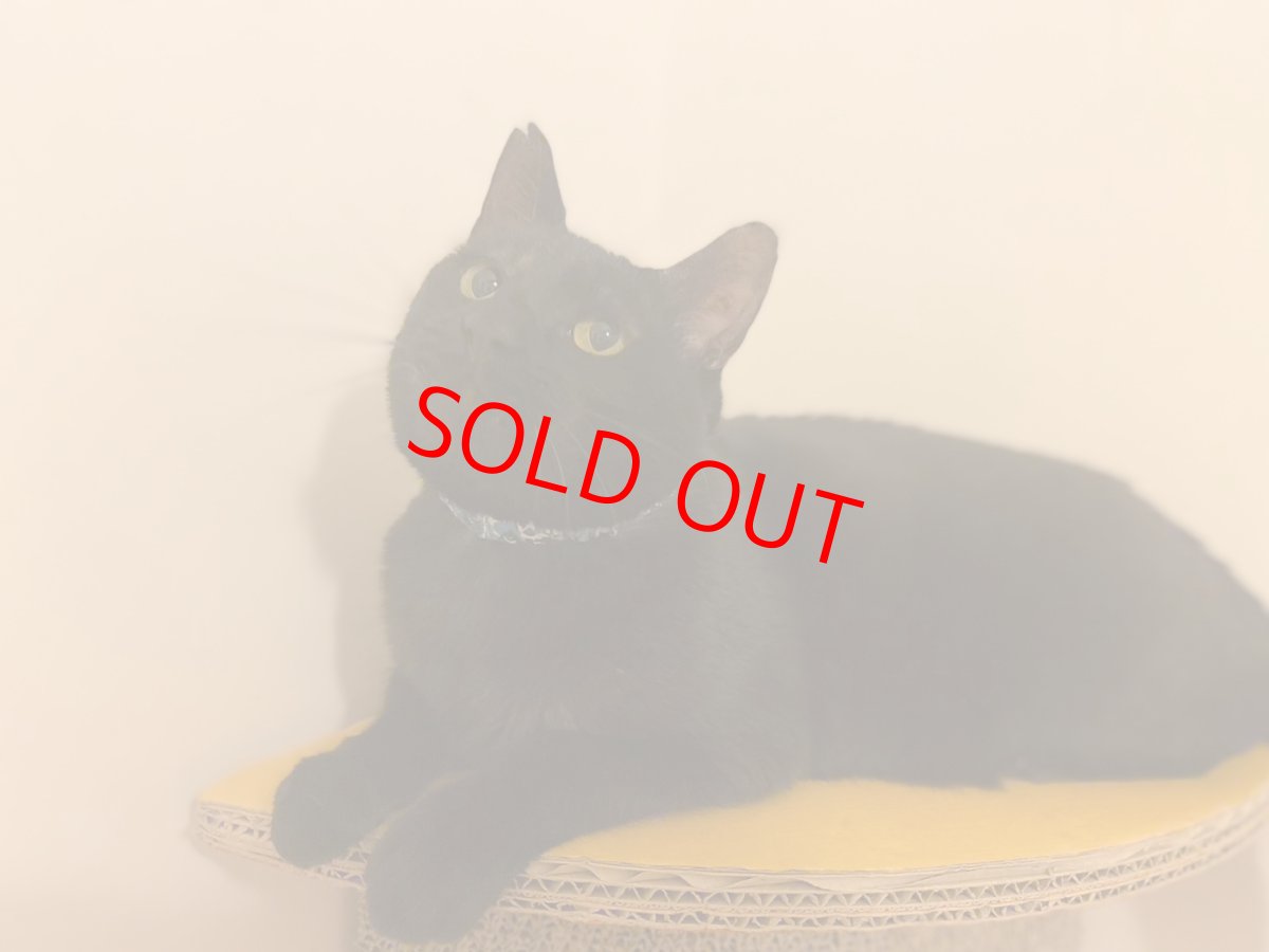 画像10: エアリーシュシュ・LIBERTYファブリック・シュシュ猫首輪・猫首輪（ZACHARY/ザッカリー）カラフル (10)