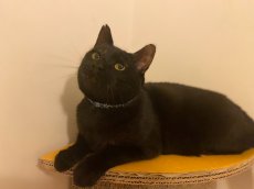 画像3: エアリーシュシュ・LIBERTYファブリック・シュシュ猫首輪・Archive patchwork （アーカイブパッチワーク）パステルイエロー＆ピンク (3)