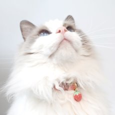 画像3: エアリーシュシュ・LIBERTYファブリック・シュシュ猫首輪・Archive patchwork （アーカイブパッチワーク）モスピンク (3)