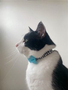 画像5: リボン・シュシュ猫首輪/セーフティーバックル付き/ブラックギンガム×無地リボン（水色） (5)