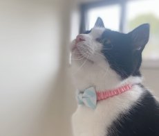 画像3: リボン・シュシュ猫首輪/セーフティーバックル付き（ピンク×水色ボーダーリボン） (3)