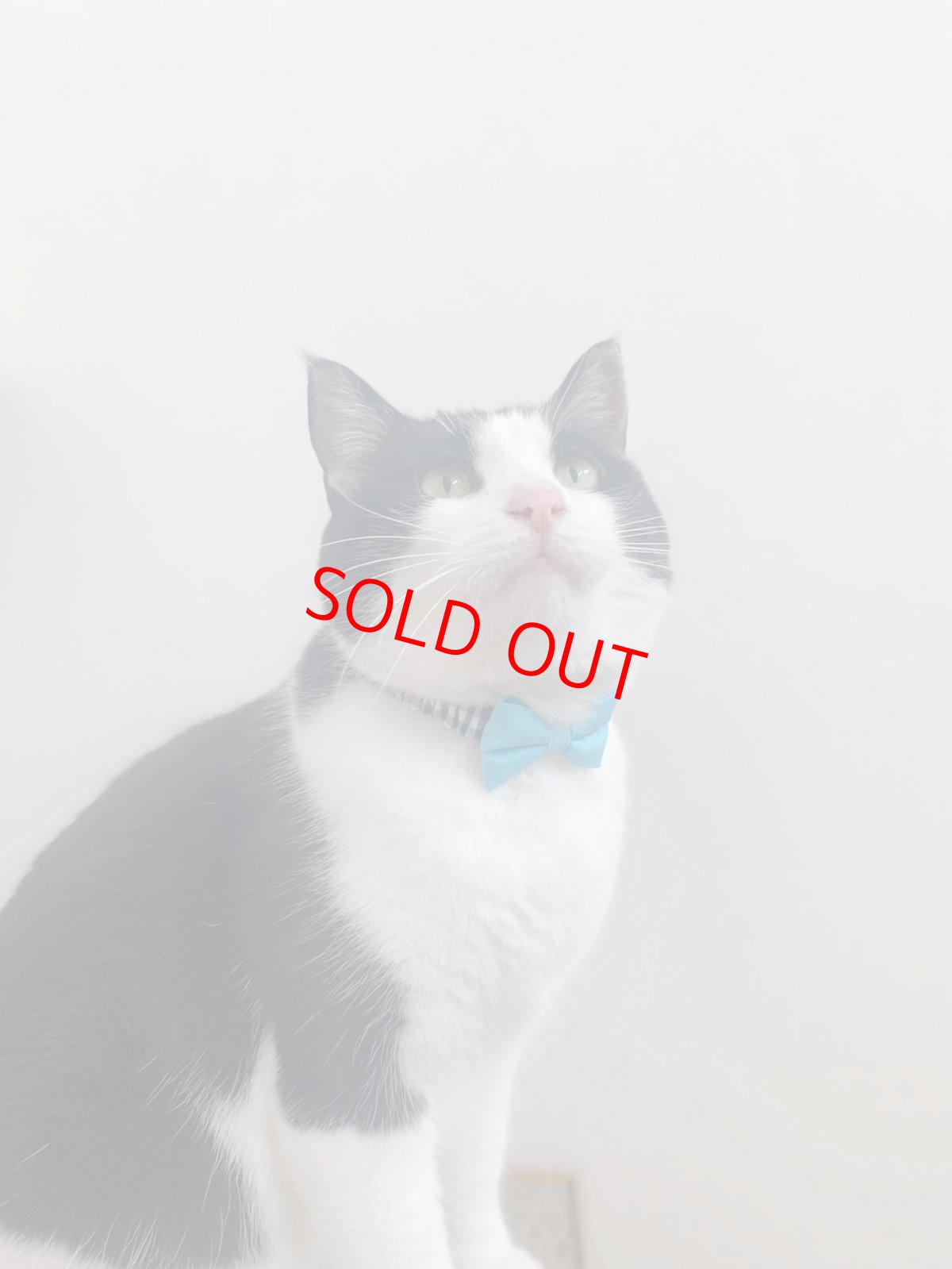 画像5: リボン・シュシュ猫首輪/セーフティーバックル付き/ブラックギンガム×無地リボン（ピンク） (5)