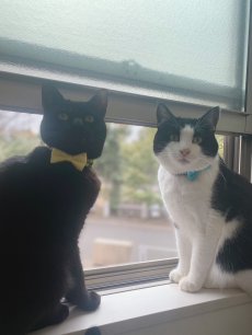 画像7: リボン・シュシュ猫首輪/セーフティーバックル付き/ブラックギンガム×無地リボン（水色） (7)