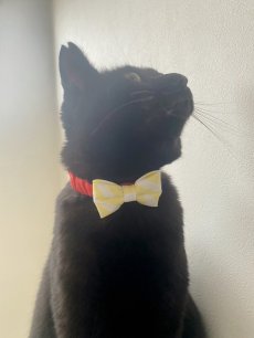 画像5: リボン・シュシュ猫首輪/セーフティーバックル付き（ピンク×水色ボーダーリボン） (5)