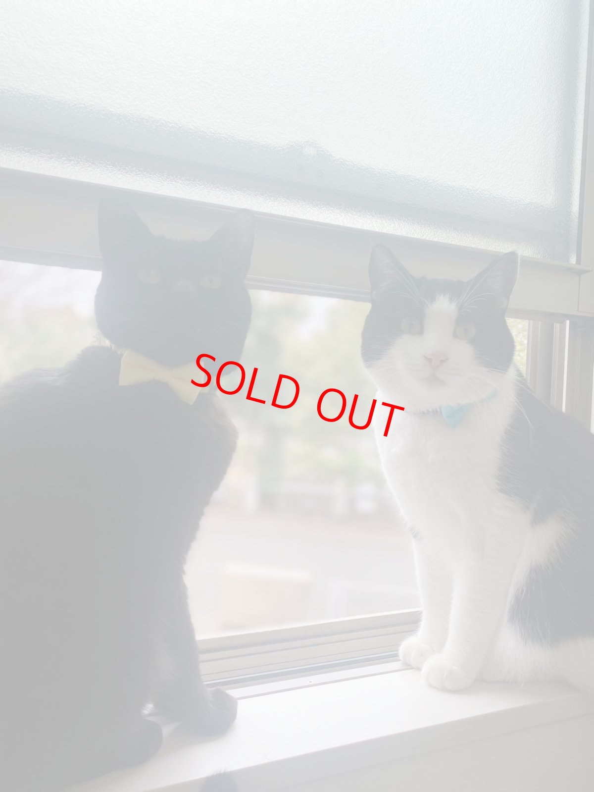 画像7: リボン・シュシュ猫首輪/セーフティーバックル付き/ブラックギンガム×無地リボン（ピンク） (7)