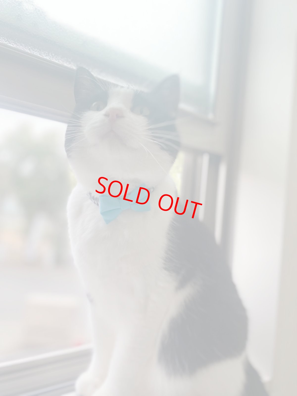 画像4: リボン・シュシュ猫首輪/セーフティーバックル付き/ブラックギンガム×無地リボン（レッド） (4)