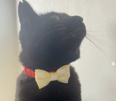 画像6: リボン・シュシュ猫首輪/セーフティーバックル付き（ピンク×水色ボーダーリボン） (6)