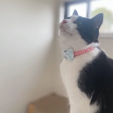 画像4: リボン・シュシュ猫首輪/セーフティーバックル付き（ピンク×水色ボーダーリボン） (4)