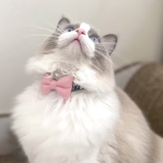 画像6: リボン・シュシュ猫首輪/セーフティーバックル付き/ブラックギンガム×無地リボン（水色） (6)