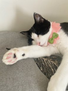 画像5:  桜衿 /チェリーブロッサム/さくら餅/猫のスタイ首輪/シングル衿 /猫のスタイ首輪/シングル衿【ショートタイプ】2色展開 (5)