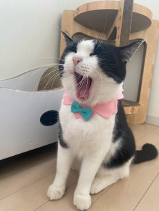 画像2:  桜衿 /チェリーブロッサム/さくら餅/猫のスタイ首輪/シングル衿 /猫のスタイ首輪/シングル衿【ショートタイプ】2色展開 (2)