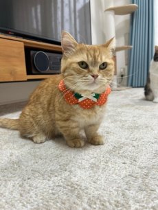 画像5: みかん・オレンジ衿/猫のスタイ首輪/ダブル衿【ショートタイプ】 (5)